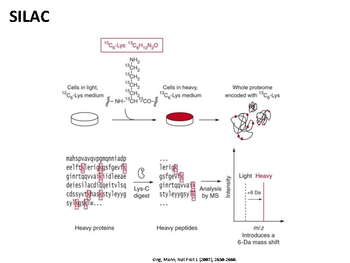 SILAC Ong, Mann, Nat Prot 1 (2007), 2650 -2660. 