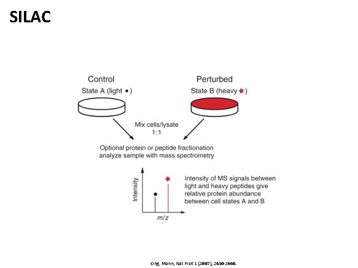 SILAC Ong, Mann, Nat Prot 1 (2007), 2650 -2660. 