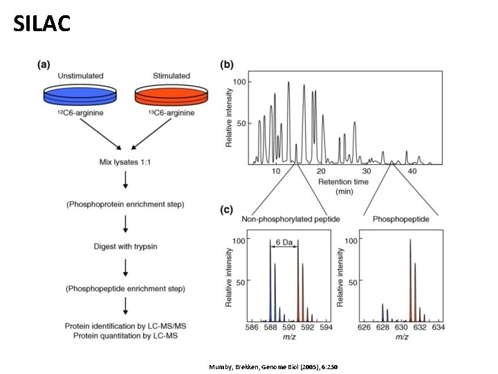 SILAC Mumby, Brekken, Genome Biol (2005), 6: 230 