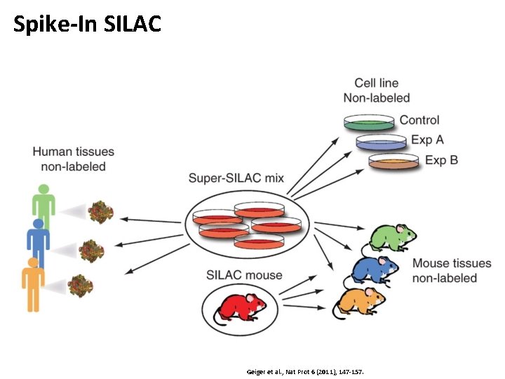 Spike-In SILAC Geiger et al. , Nat Prot 6 (2011), 147 -157. 