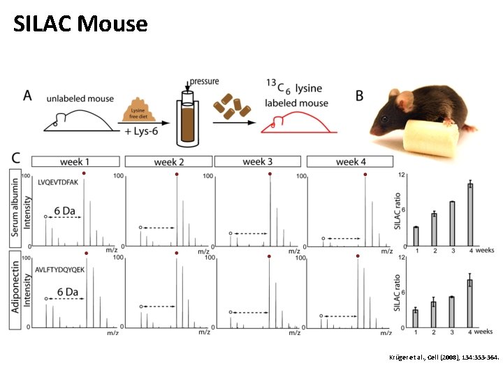 SILAC Mouse Krüger et al. , Cell (2008), 134: 353 -364. 