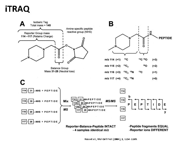 i. TRAQ Ross et al. , Mol Cell Prot (2004), 3, 1154 -1169. 