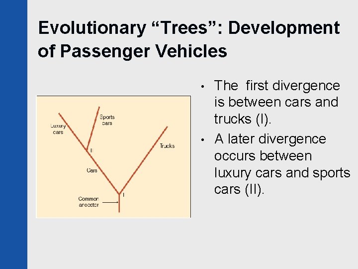 Evolutionary “Trees”: Development of Passenger Vehicles • • The first divergence is between cars