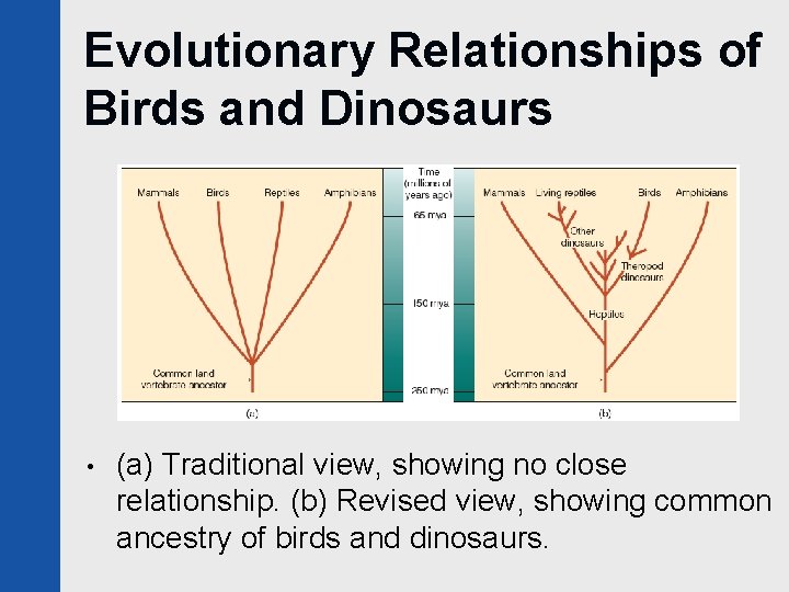 Evolutionary Relationships of Birds and Dinosaurs • (a) Traditional view, showing no close relationship.