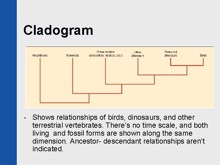 Cladogram • Shows relationships of birds, dinosaurs, and other terrestrial vertebrates. There’s no time