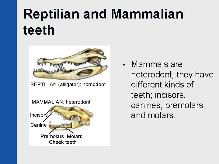 Reptilian and Mammalian teeth • Mammals are heterodont, they have different kinds of teeth;