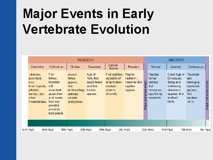 Major Events in Early Vertebrate Evolution 