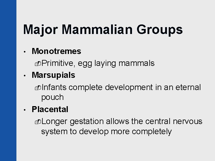 Major Mammalian Groups • • • Monotremes -Primitive, egg laying mammals Marsupials -Infants complete