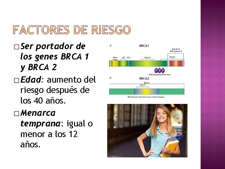 � Ser portador de los genes BRCA 1 y BRCA 2 � Edad: aumento