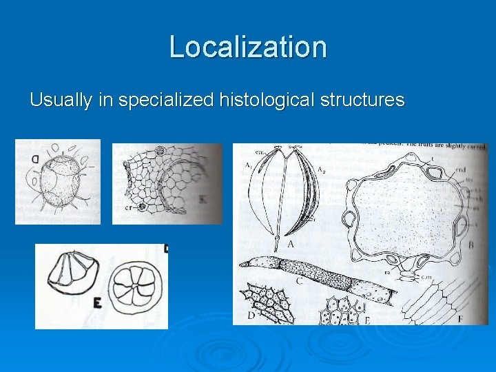 Localization Usually in specialized histological structures 