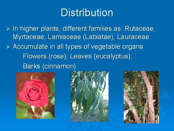 Distribution In higher plants, different families as: Rutaceae, Myrtaceae, Lamiaceae (Labiatae), Lauraceae Ø Accumulate