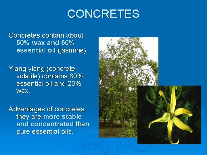 CONCRETES Concretes contain about 50% wax and 50% essential oil (jasmine). Ylang ylang (concrete