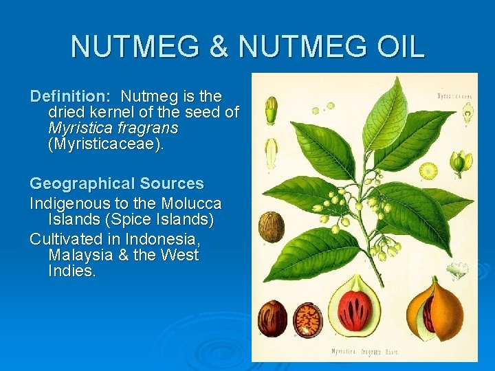 NUTMEG & NUTMEG OIL Definition: Nutmeg is the dried kernel of the seed of