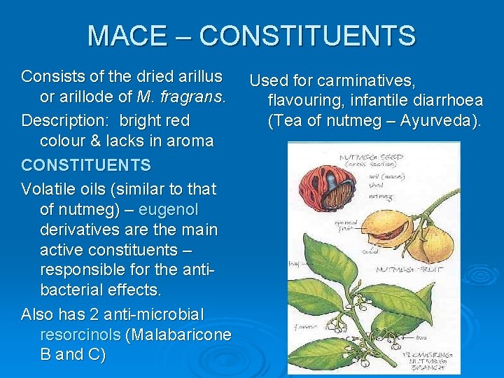 MACE – CONSTITUENTS Consists of the dried arillus Used for carminatives, or arillode of