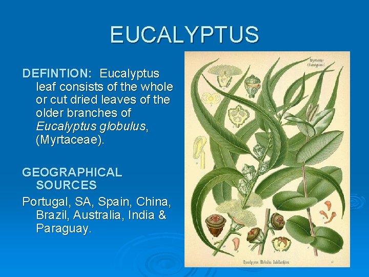 EUCALYPTUS DEFINTION: Eucalyptus leaf consists of the whole or cut dried leaves of the