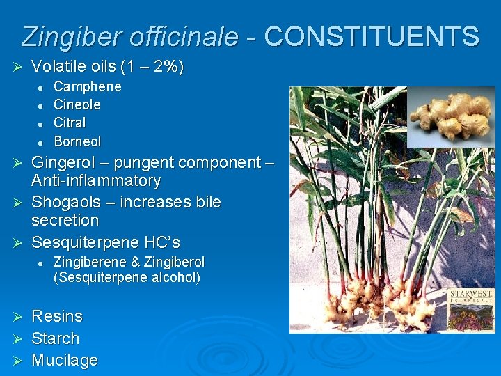 Zingiber officinale - CONSTITUENTS Ø Volatile oils (1 – 2%) l l Camphene Cineole