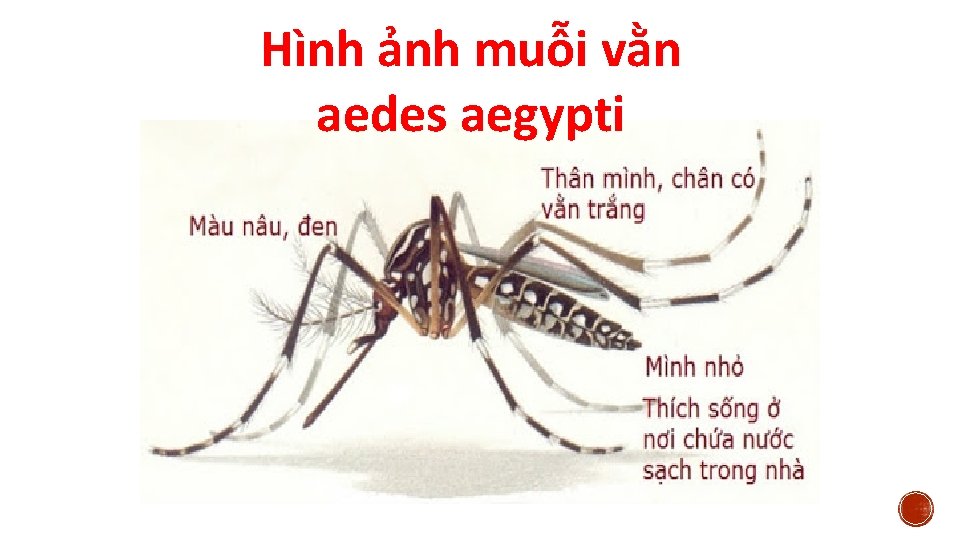 Hình ảnh muỗi vằn aedes aegypti 