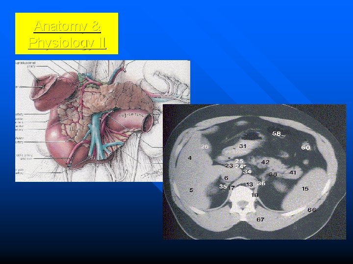 Anatomy & Physiology II 