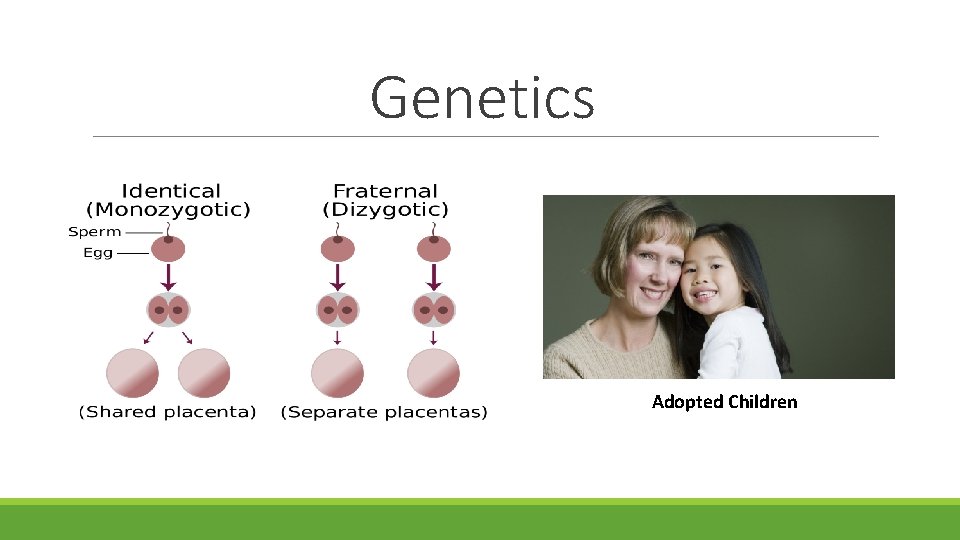 Genetics Adopted Children 