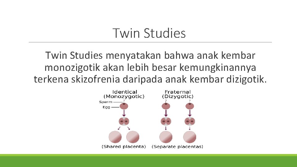 Twin Studies menyatakan bahwa anak kembar monozigotik akan lebih besar kemungkinannya terkena skizofrenia daripada