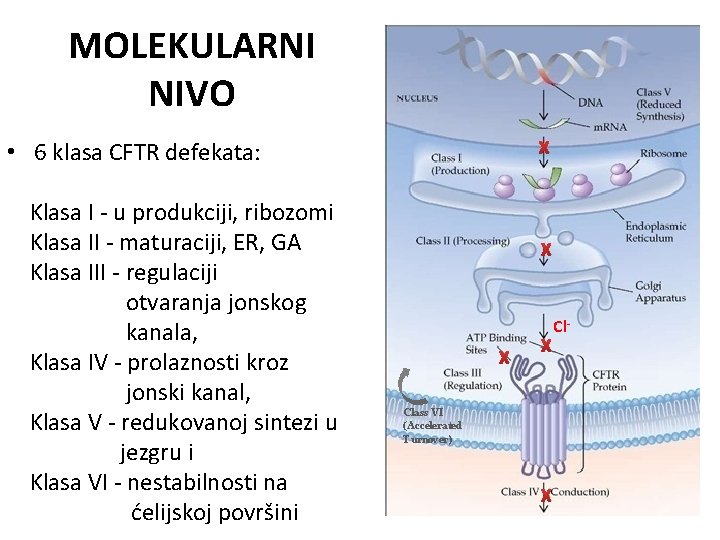 MOLEKULARNI NIVO X • 6 klasa CFTR defekata: Klasa I - u produkciji, ribozomi