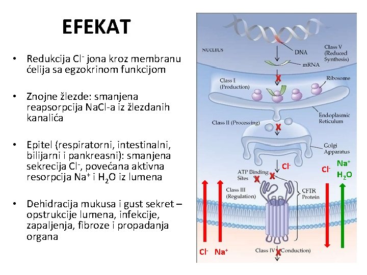 EFEKAT • Redukcija Cl- jona kroz membranu ćelija sa egzokrinom funkcijom X • Znojne
