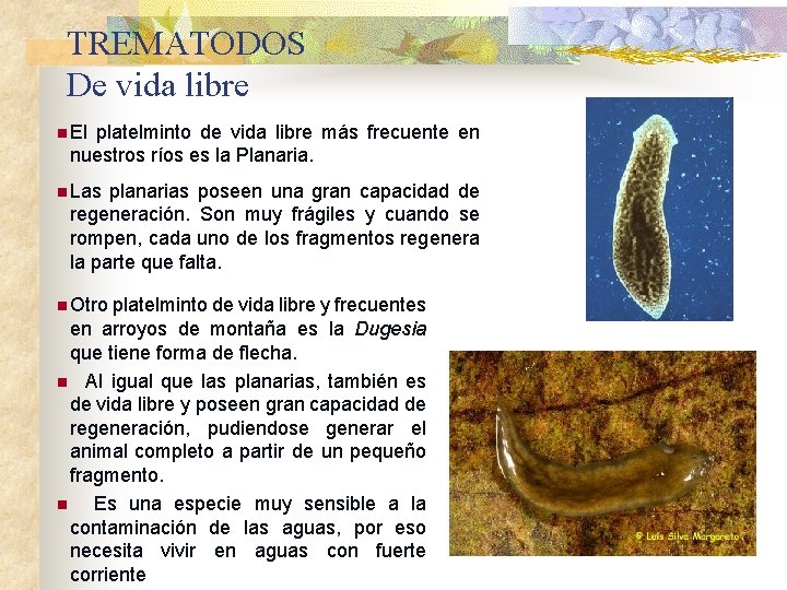 TREMATODOS De vida libre n El platelminto de vida libre más frecuente en nuestros