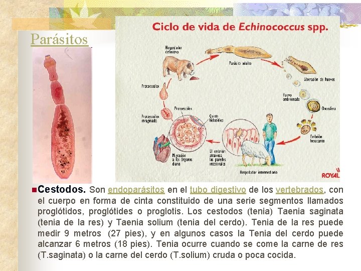 Parásitos n. Cestodos. Son endoparásitos en el tubo digestivo de los vertebrados, con el