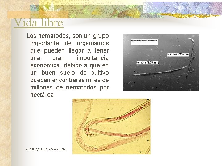 Vida libre Los nematodos, son un grupo importante de organismos que pueden llegar a