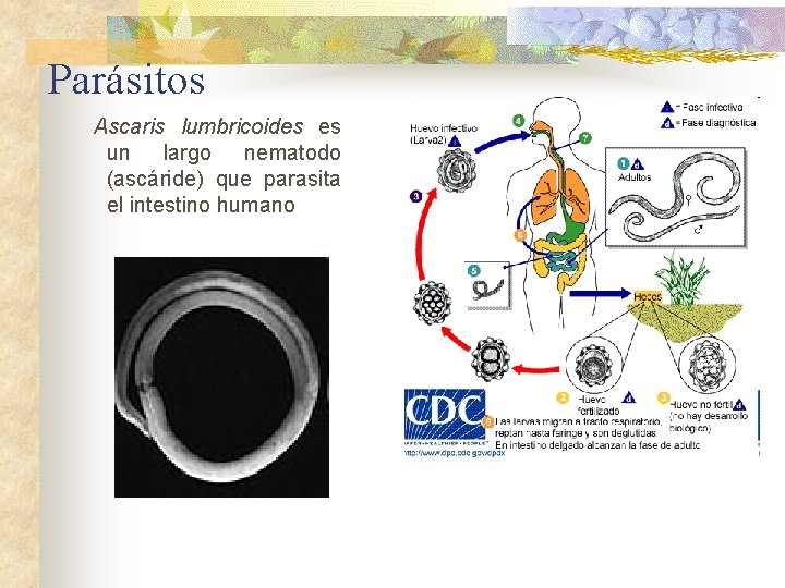 Parásitos Ascaris lumbricoides es un largo nematodo (ascáride) que parasita el intestino humano 