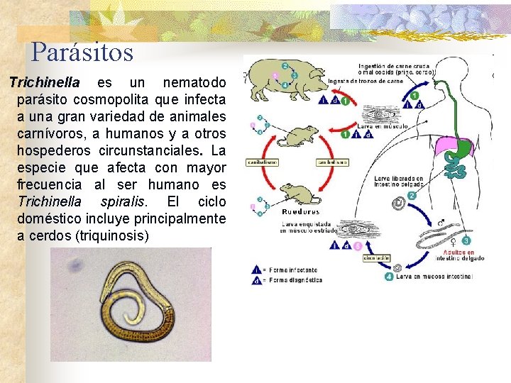 Parásitos Trichinella es un nematodo parásito cosmopolita que infecta a una gran variedad de