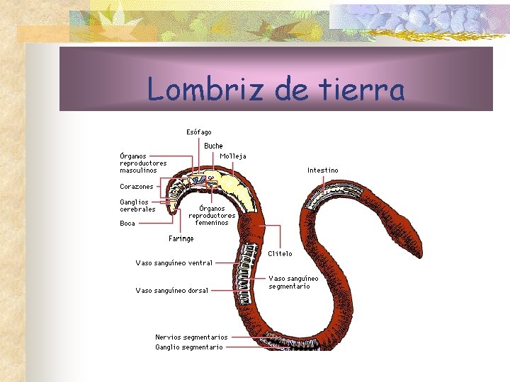 Lombriz de tierra 