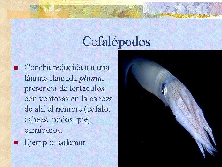 Cefalópodos n n Concha reducida a a una lámina llamada pluma, presencia de tentáculos