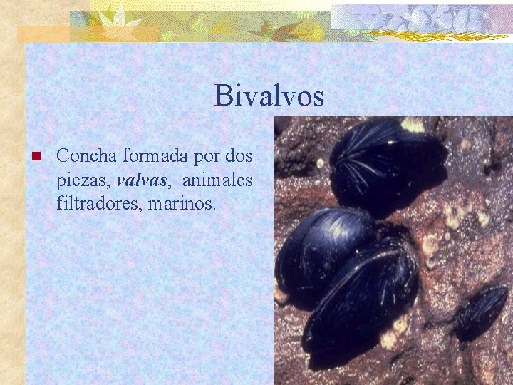 Bivalvos n Concha formada por dos piezas, valvas, animales filtradores, marinos. 