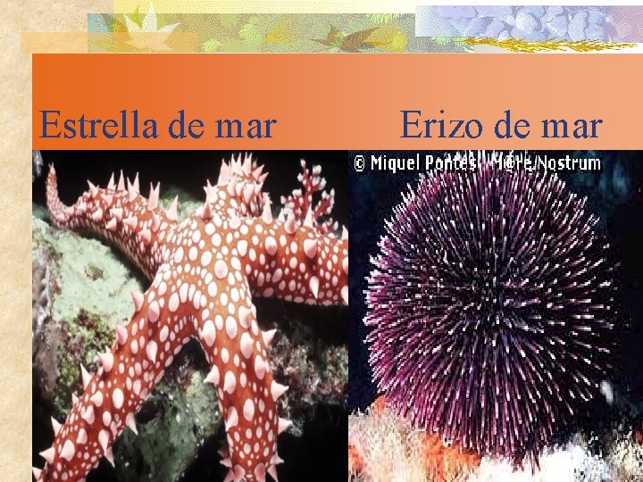 Estrella de mar Erizo de mar 