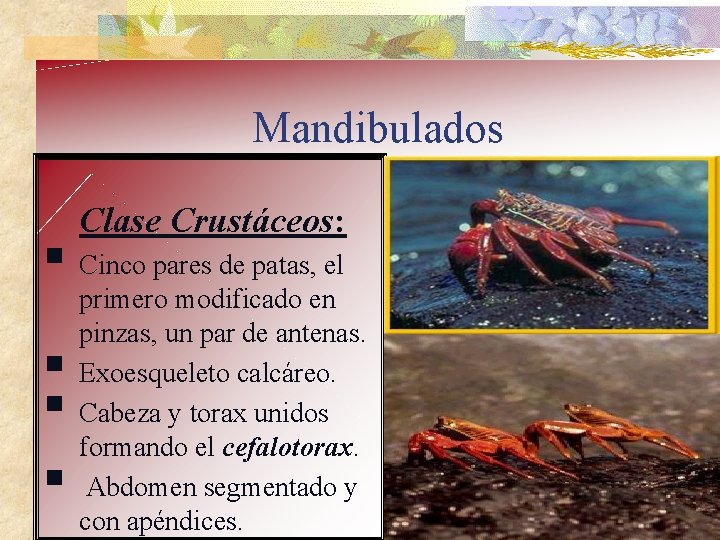 Mandibulados Clase Crustáceos: § Cinco pares de patas, el § § § primero modificado