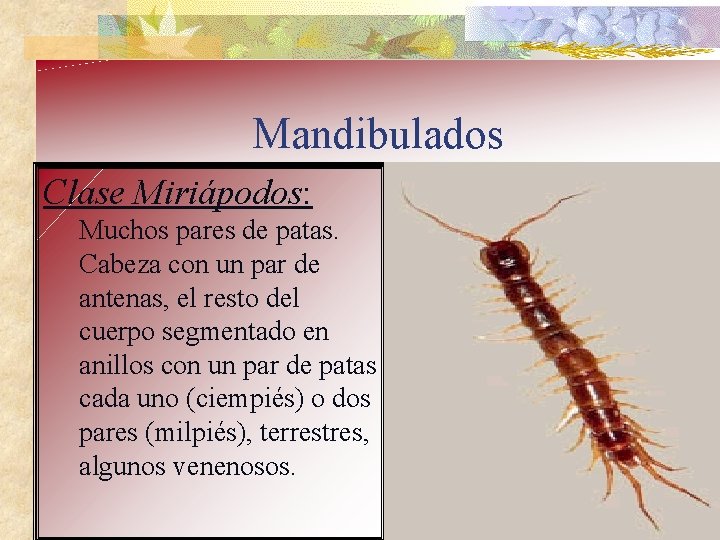 Mandibulados Clase Miriápodos: Muchos pares de patas. Cabeza con un par de antenas, el