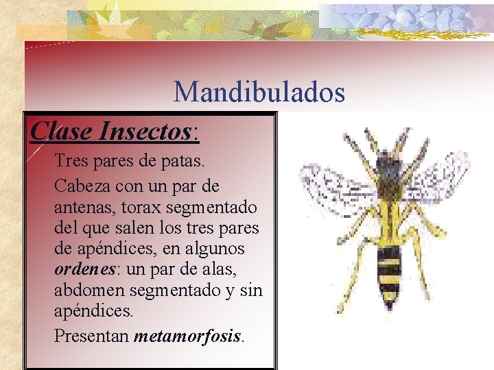 Mandibulados Clase Insectos: Tres pares de patas. Cabeza con un par de antenas, torax
