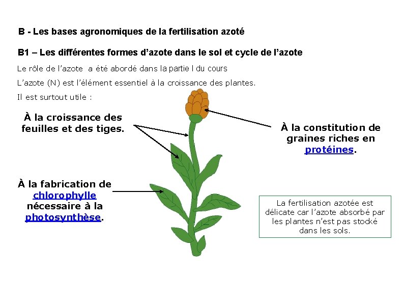 B - Les bases agronomiques de la fertilisation azoté B 1 – Les différentes