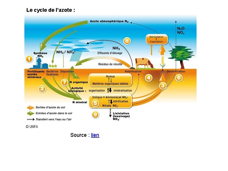 Le cycle de l’azote : Source : lien 