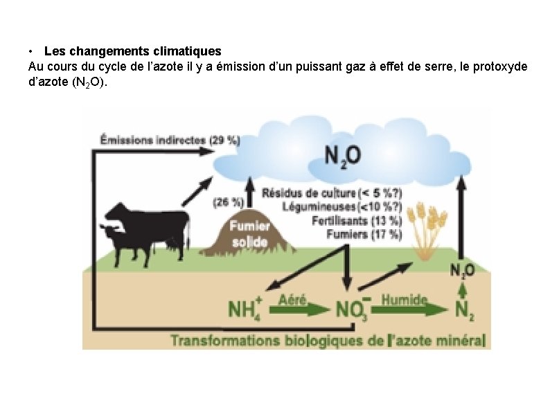  • Les changements climatiques Au cours du cycle de l’azote il y a