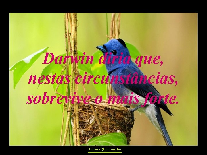 Darwin diria que, nestas circunstâncias, sobrevive o mais forte. lauro. x@bol. com. br 