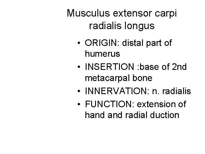 Musculus extensor carpi radialis longus • ORIGIN: distal part of humerus • INSERTION :
