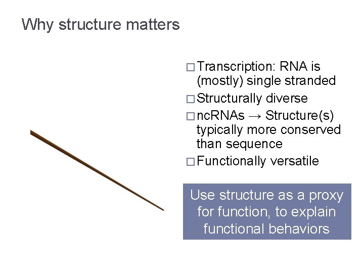 Why structure matters � Transcription: RNA is (mostly) single stranded � Structurally diverse �