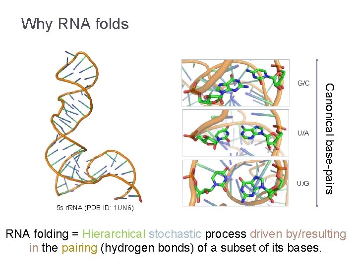 Why RNA folds U/A U/G Canonical base-pairs G/C 5 s r. RNA (PDB ID: