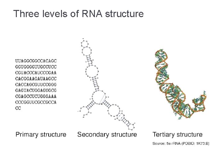 Three levels of RNA structure 