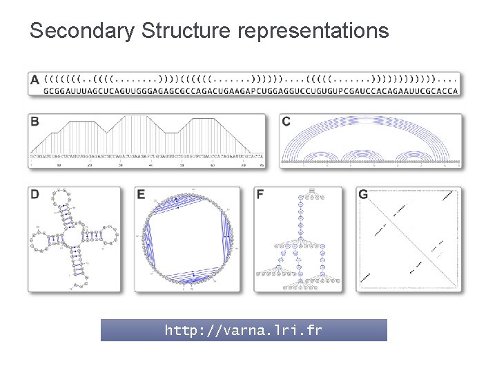 Secondary Structure representations http: //varna. lri. fr 