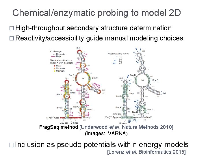 Chemical/enzymatic probing to model 2 D � High-throughput secondary structure determination � Reactivity/accessibility guide