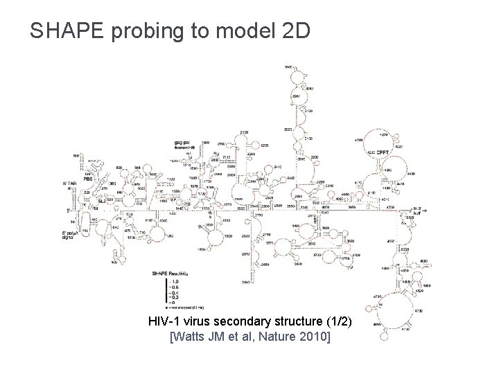 SHAPE probing to model 2 D HIV-1 virus secondary structure (1/2) [Watts JM et