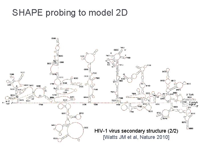 SHAPE probing to model 2 D HIV-1 virus secondary structure (2/2) [Watts JM et